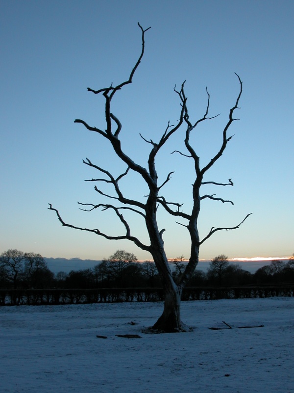 Dead Tree, Alderley Edge