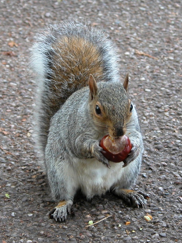 Grey Squirrel, Dunham Park