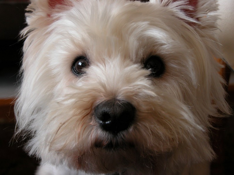 Harry, Westie Terrier