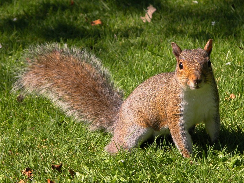 Squirrel in Edinburgh