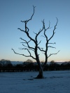Dead Tree, Alderley Edge