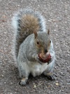 Grey Squirrel, Dunham Park