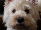 Harry, Westie