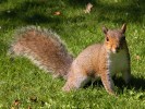 Squirrel in Edinburgh